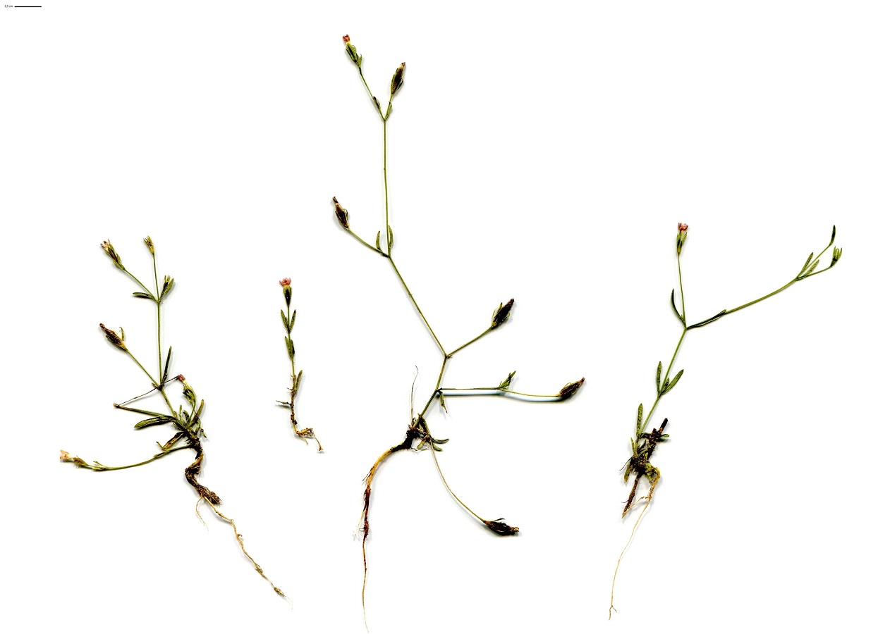 Exaculum pusillum (Gentianaceae)